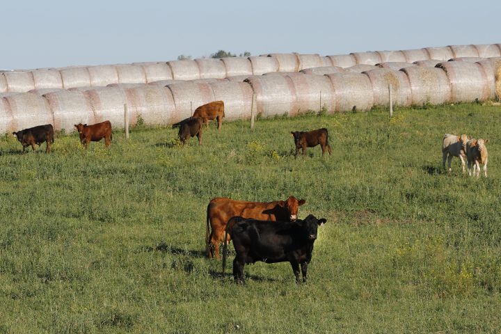Canada’s beef industry looking for answers as Chinese ban continues