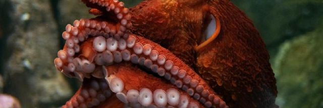 Understanding the octopus and its relationships with humans