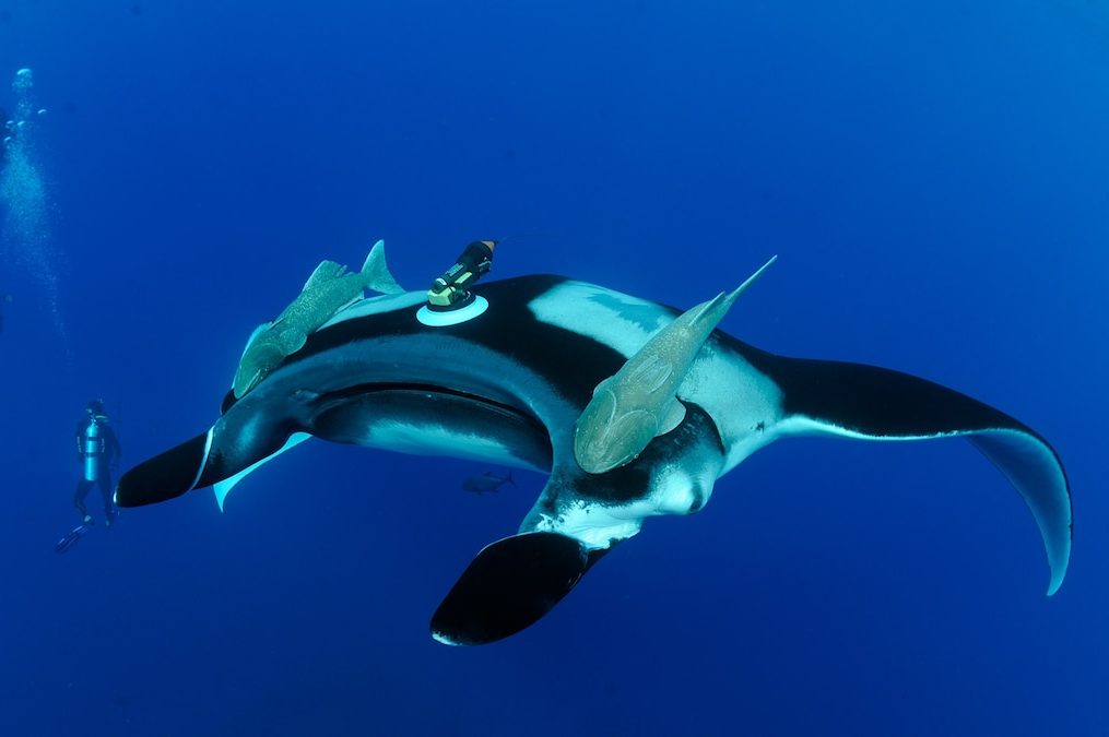 Watch a manta ray courtship ‘train’—the deepest ever filmed
