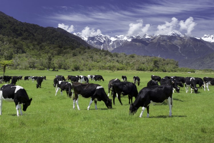 Nestlé to offer cash payments to Fonterra dairy farmers under net-zero carbon partnership